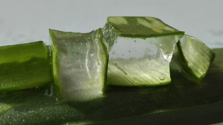 Aloe Vera – Definition, Uses, Risk, Benefits, And More