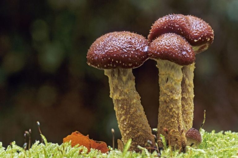 10 Leading Reasons To Start Consuming Mushrooms