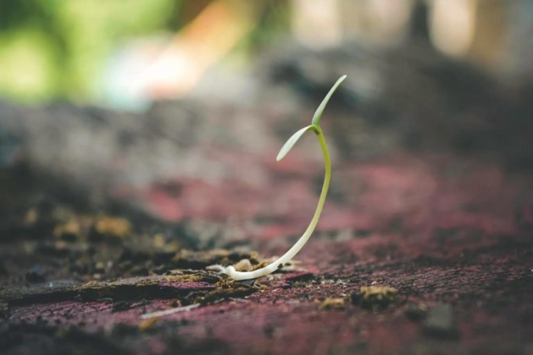 Unlock Your Inner Green Thumb: 10 Easy Seeds to Start Growing at Home