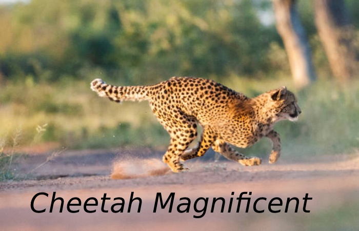 Rajkotupdates.News_ Cheetah-Magnificent-But-Fragile-Experts-List-Concerns-For-Cheetahs
